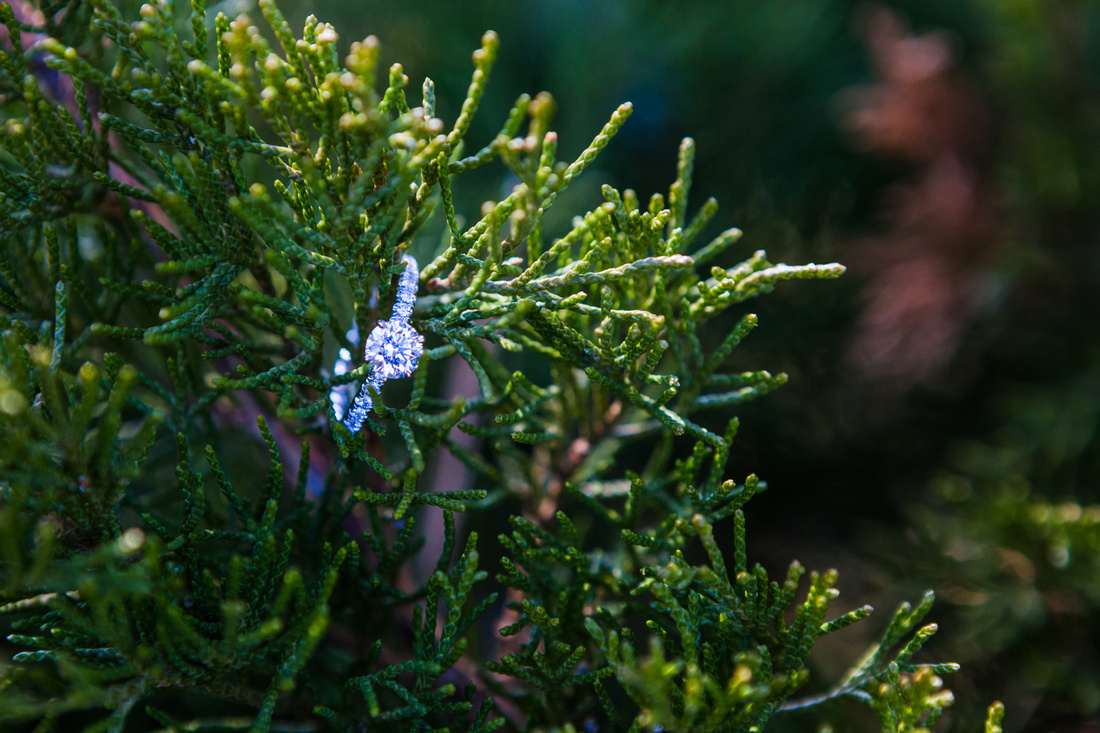 A Magical Surprise Proposal in Tahoe